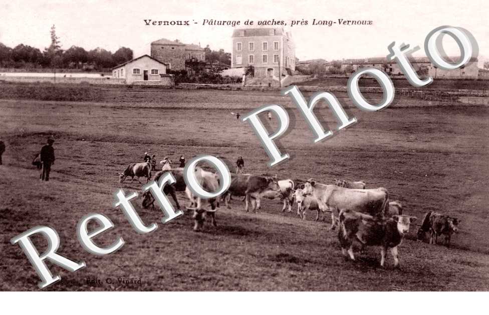 Paturage de Vaches