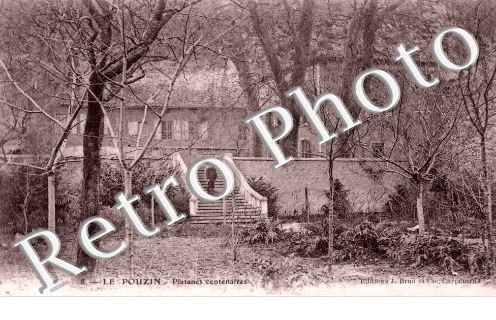 Platanes centenaires
