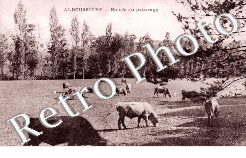 Boeufs au paturage