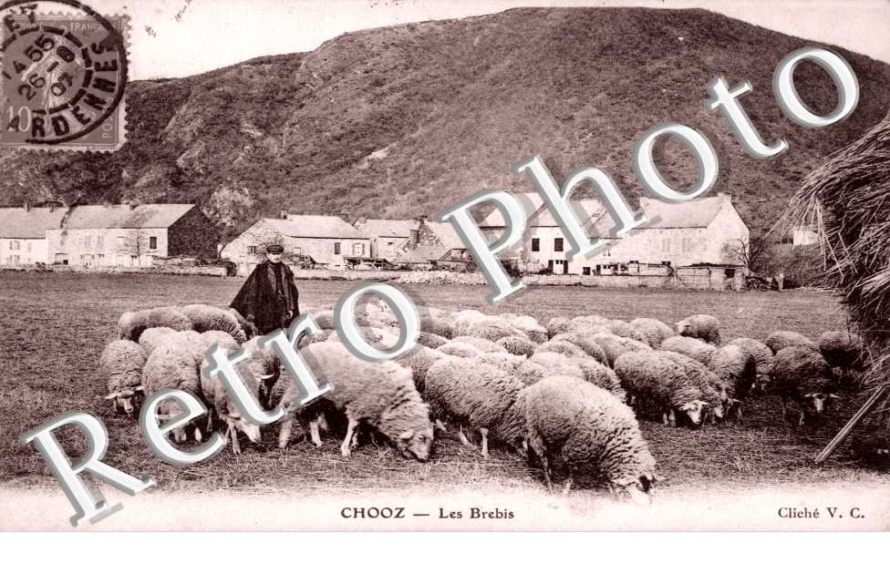 les brebis