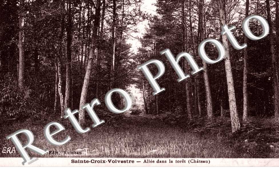 allee dans la foret
