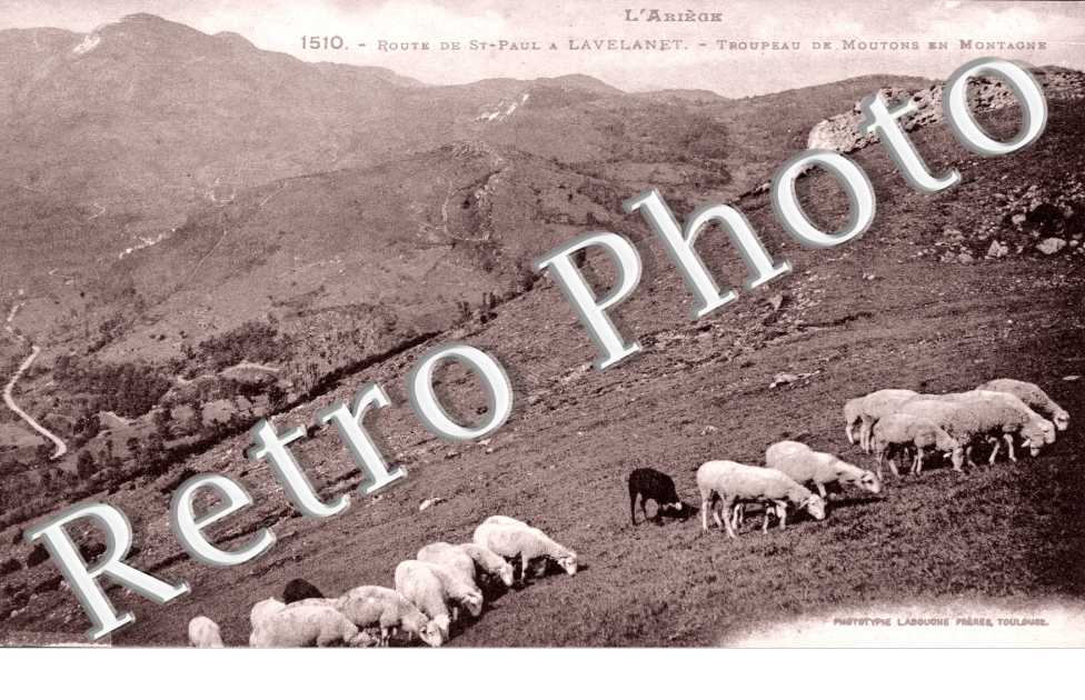 route de Saint Paul, troupeau de moutons en montagne