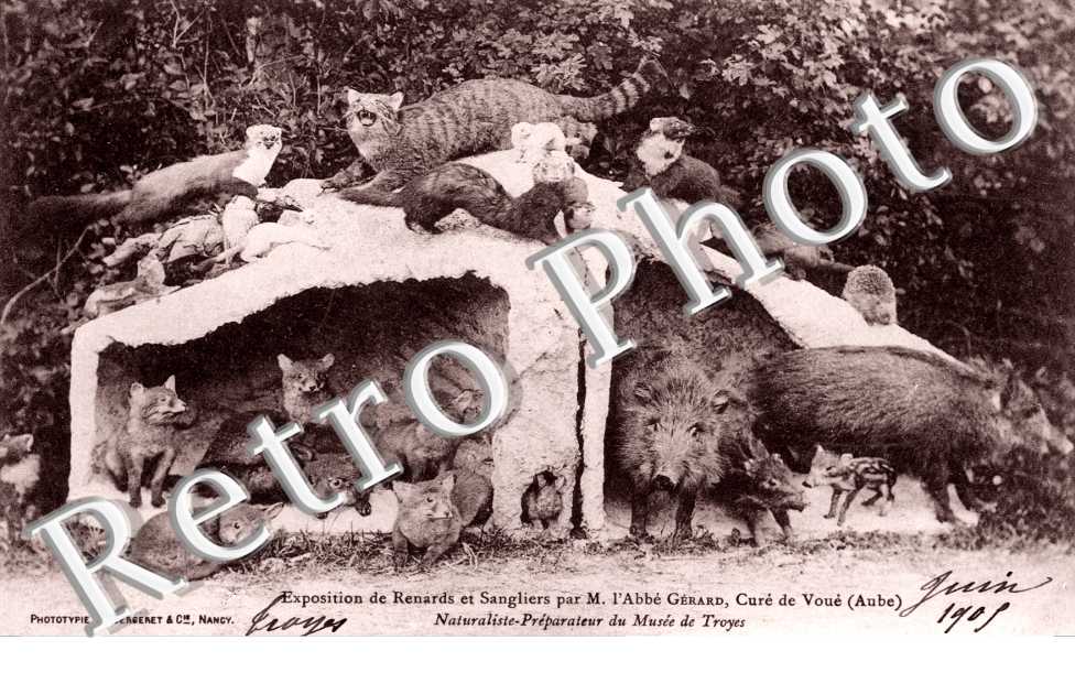 Exposition de Renards et Sangliers par M. l'Abbe Gerard