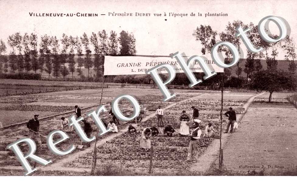 pepiniere Duret vue a l'epoque de la plantation