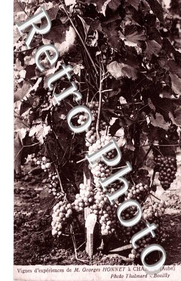 Vignes de M. G. Honnet