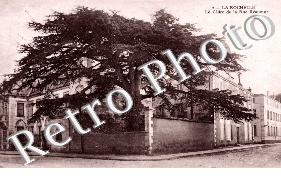 Le Cèdre de la rue Réaumur
