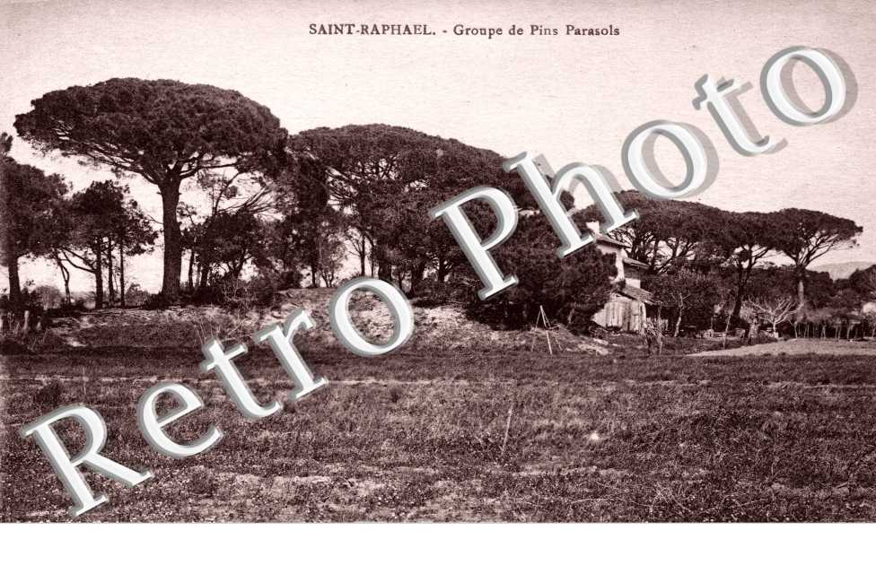 groupe de Pins Parasols