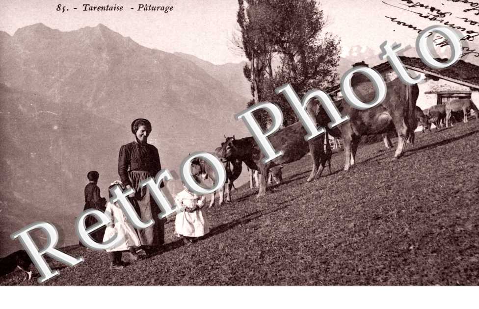 Tarentaise paturage