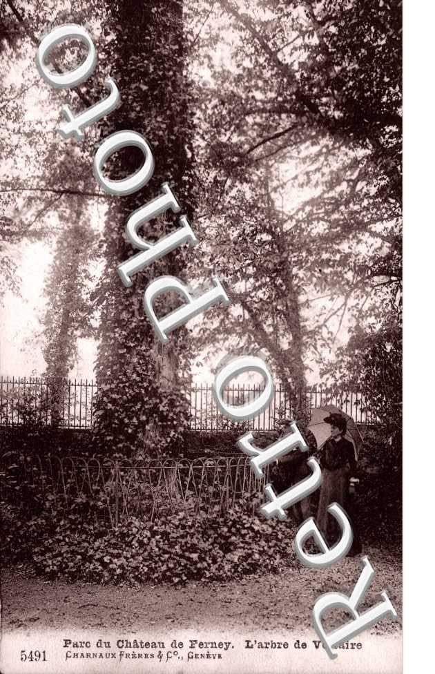Parc du chateau - l'arbre de Voltaire