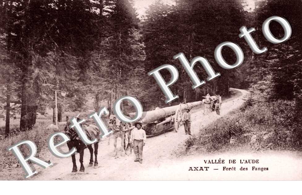 Foret des Fanges