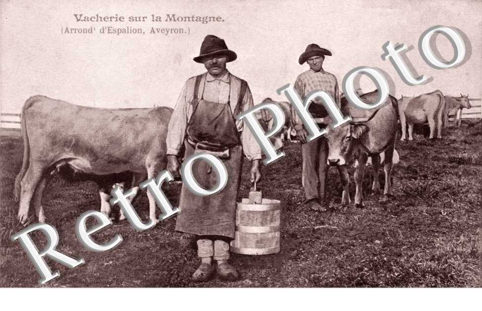 vacherie sur la montagne (vaches)