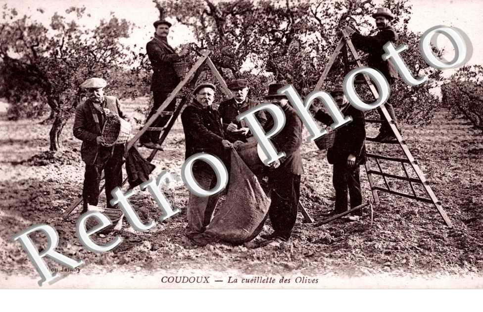 La cueillette des olives