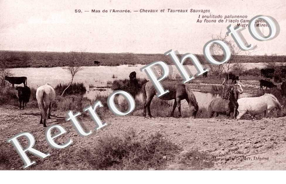 Mas de l'Amaree, Chevaux et Taureaux Sauvages