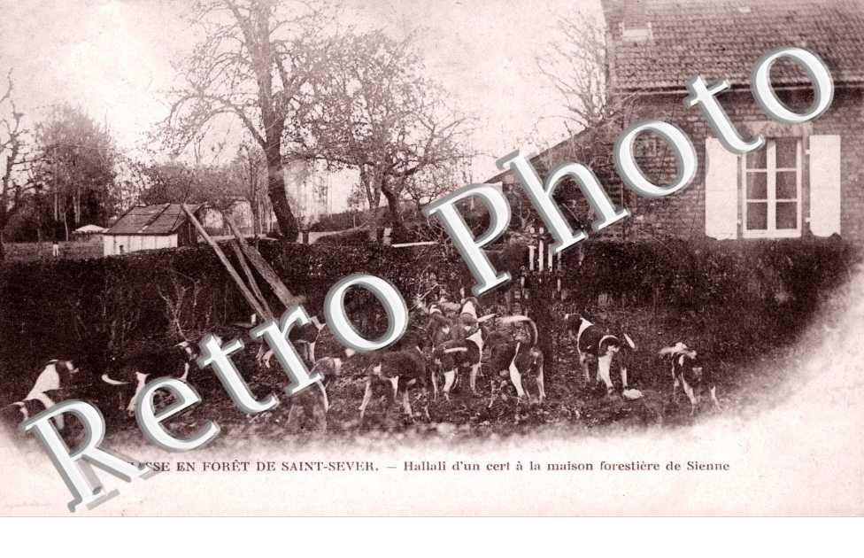 Chasse et Hallali d'un cerf a la maison forestiere de Sienne