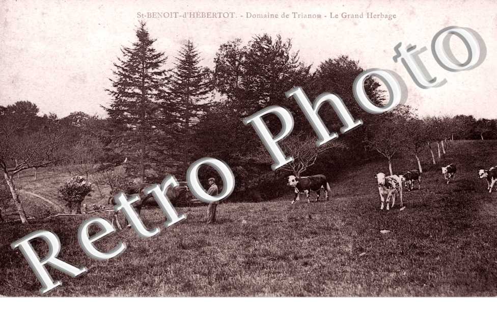 Domaine de Trianon - grand herbage
