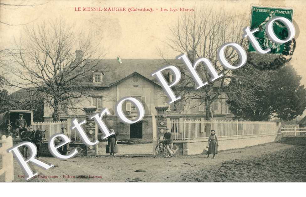 Les Lys blanc