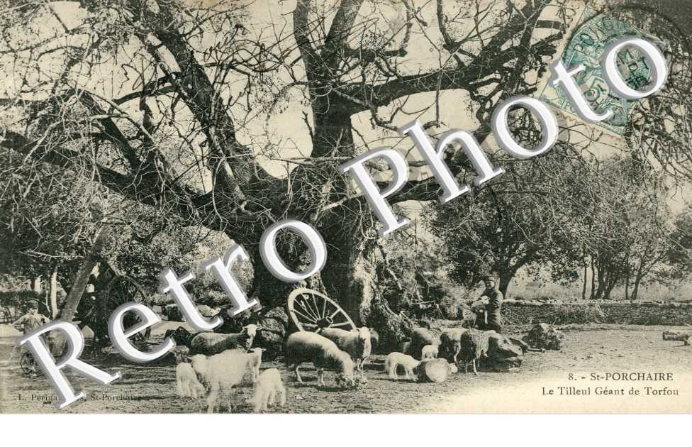 le tilleul geant de Torfou