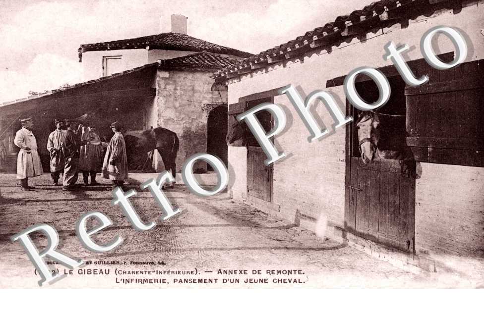 le Gibeau, annexe de remonte, l'infirmerie, pansement d'un jeune cheval