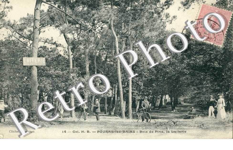 Bois de pins - la laiterie