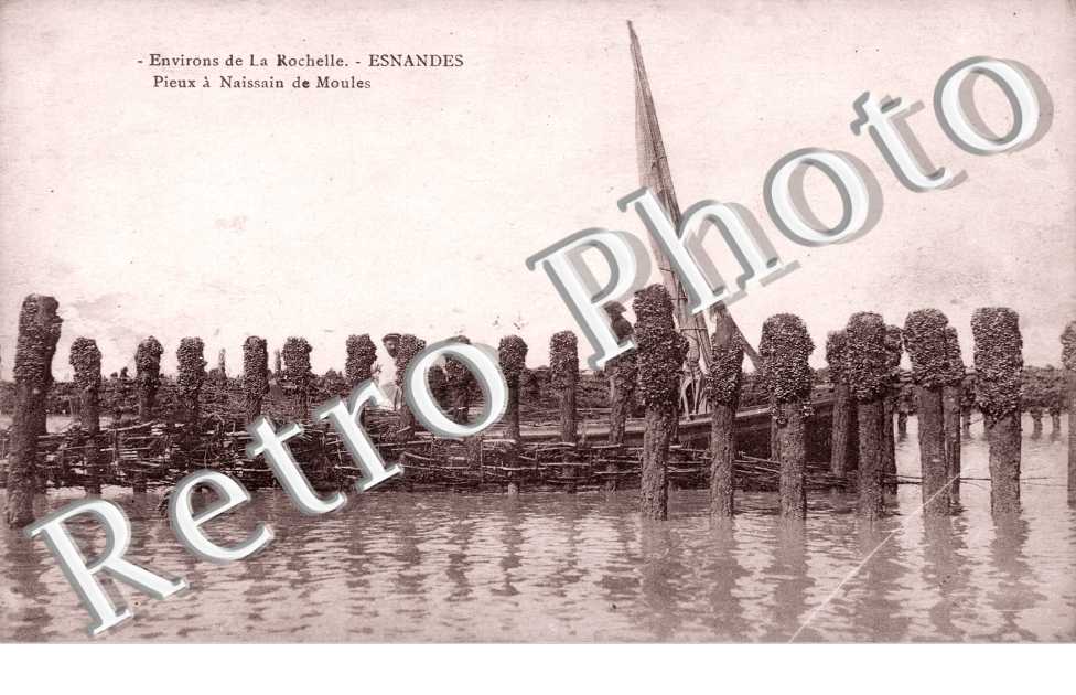 Pieux a Naissain de moules