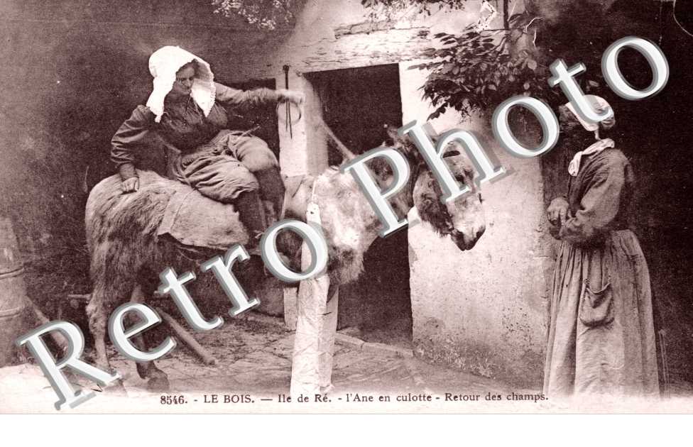 l'ane en culotte, retour des champs