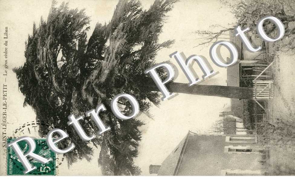 Le gros cedre du Liban