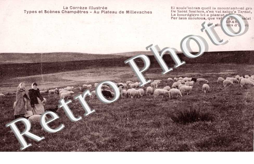 Paturage au Plateau