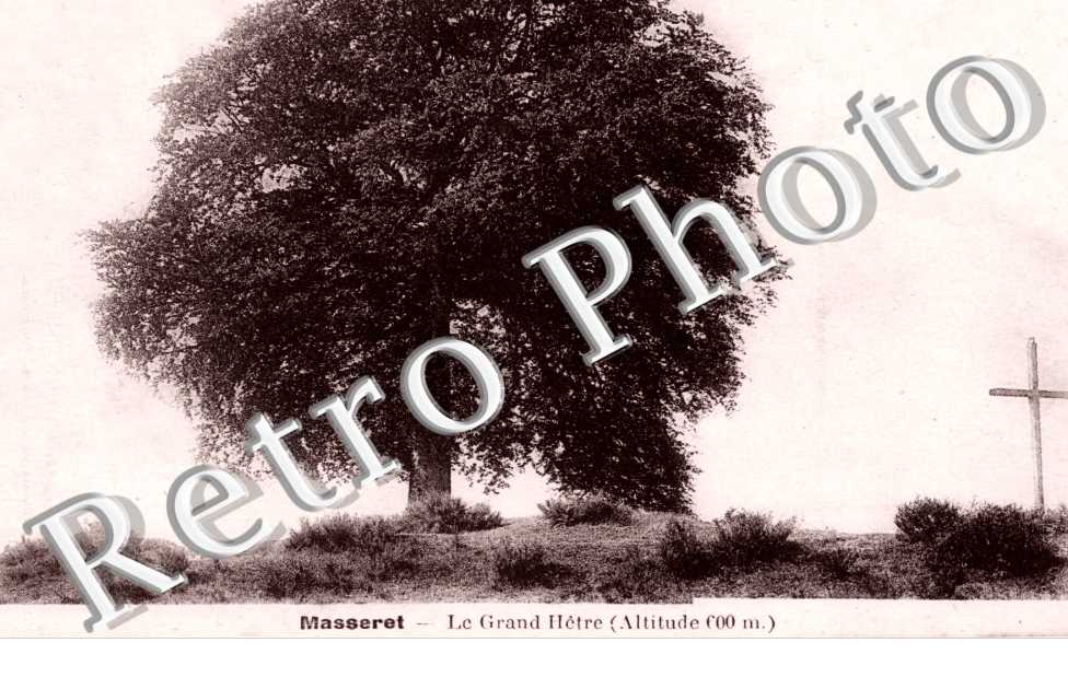 le grand hetre