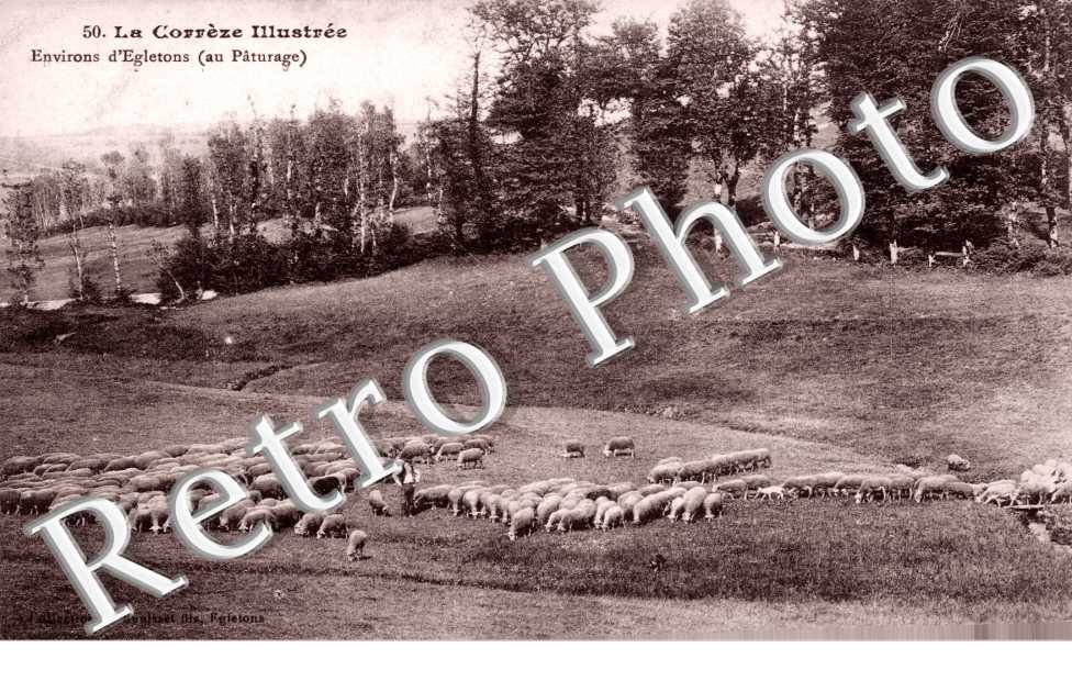 environs d'Egletons au paturage