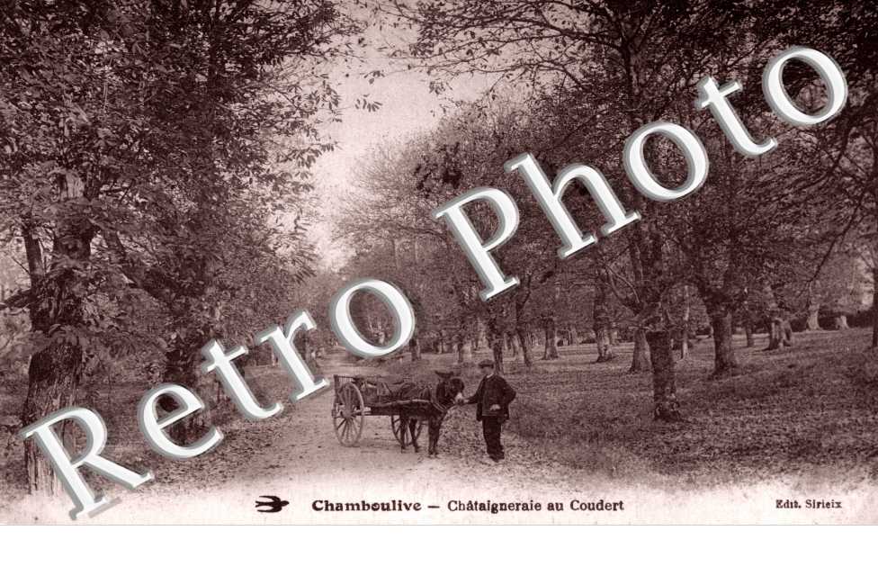 Chataigneraie au Coudert