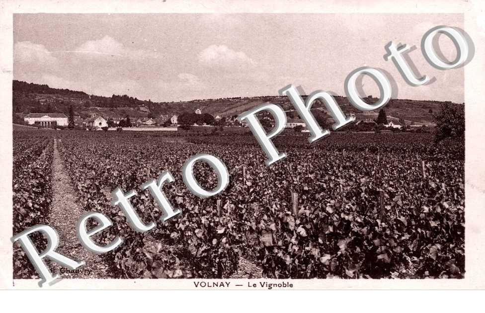 le vignoble