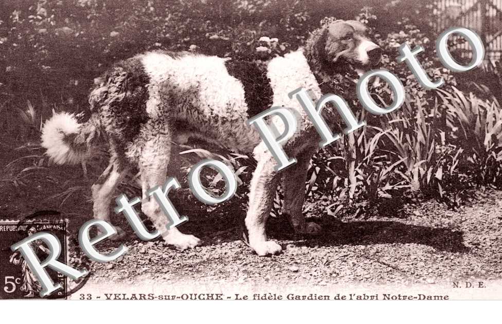 le fidele gardien de l'abri Notre Dame