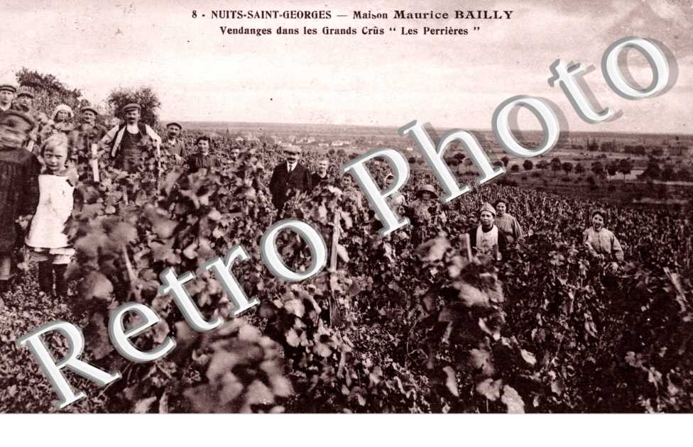 Maison Maurice Bailly, Vendanges dans les Grands Crus "les Perrieres"