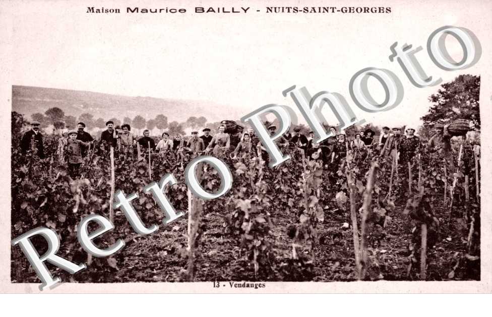 Maison Maurice Bailly, Vendanges