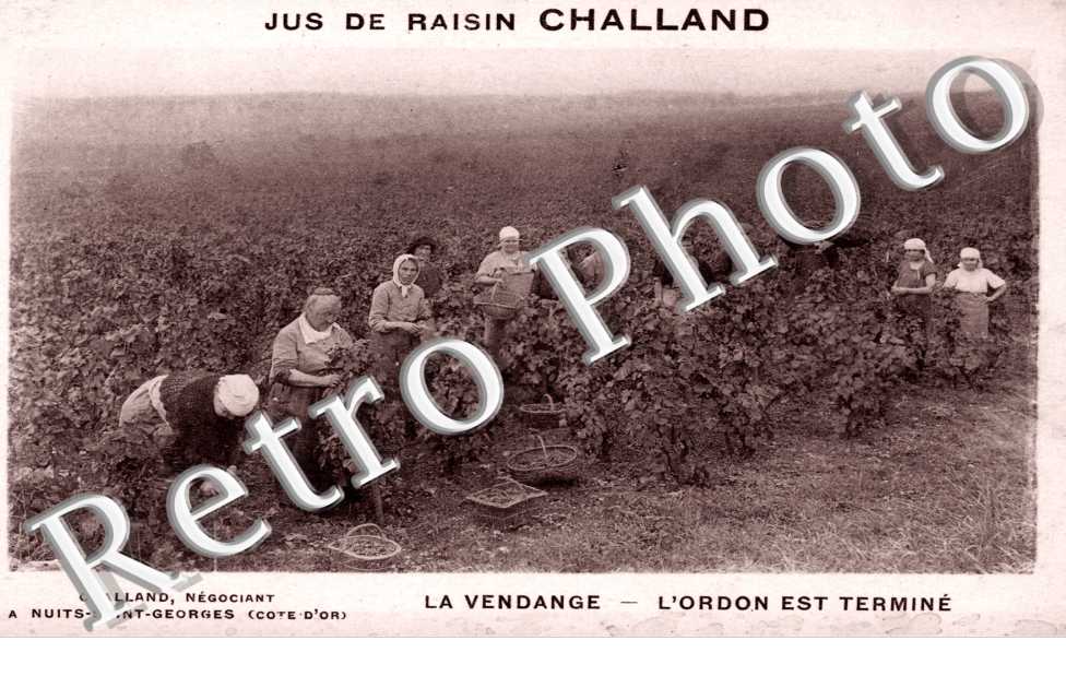 Jus de Raisin Challand, La Vendange, l'Ordon est termine