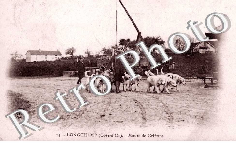 Meute de Griffons
