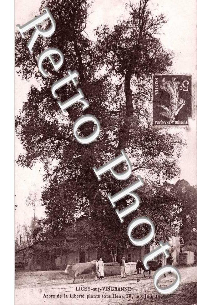 arbre de la liberte plante sous Henri IV (5 juin 1595)