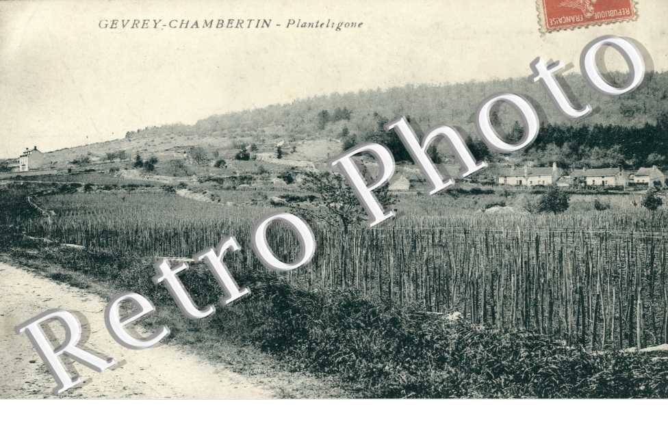 Planteligone