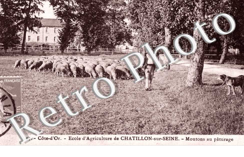 Ecole d'Agriculture, Moutons en paturage