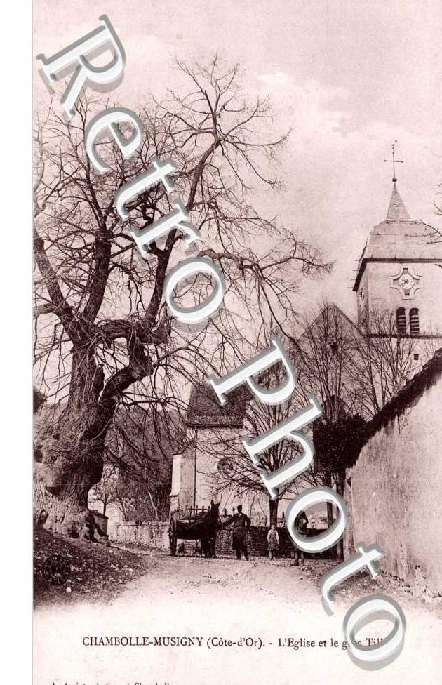 L'Eglise et le Gros Tilleul