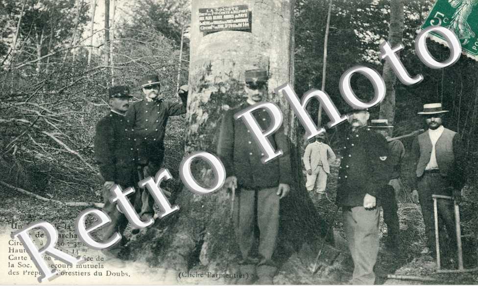 Un hêtre de la forêt de Marchaux 