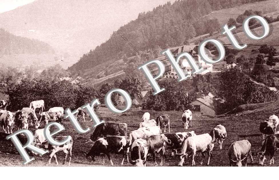Modern' Hotel, Vaches au paturages