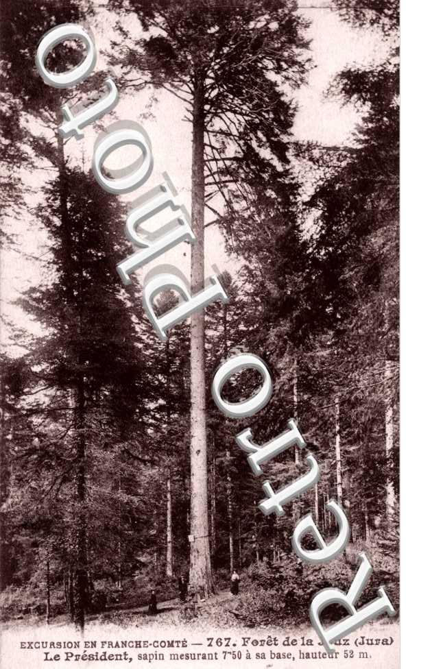 Foret de La Joux Le President