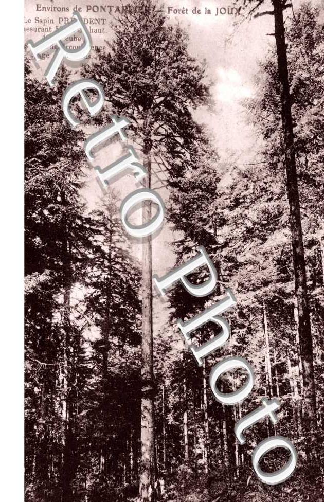Foret de la Joux, le Sapin President