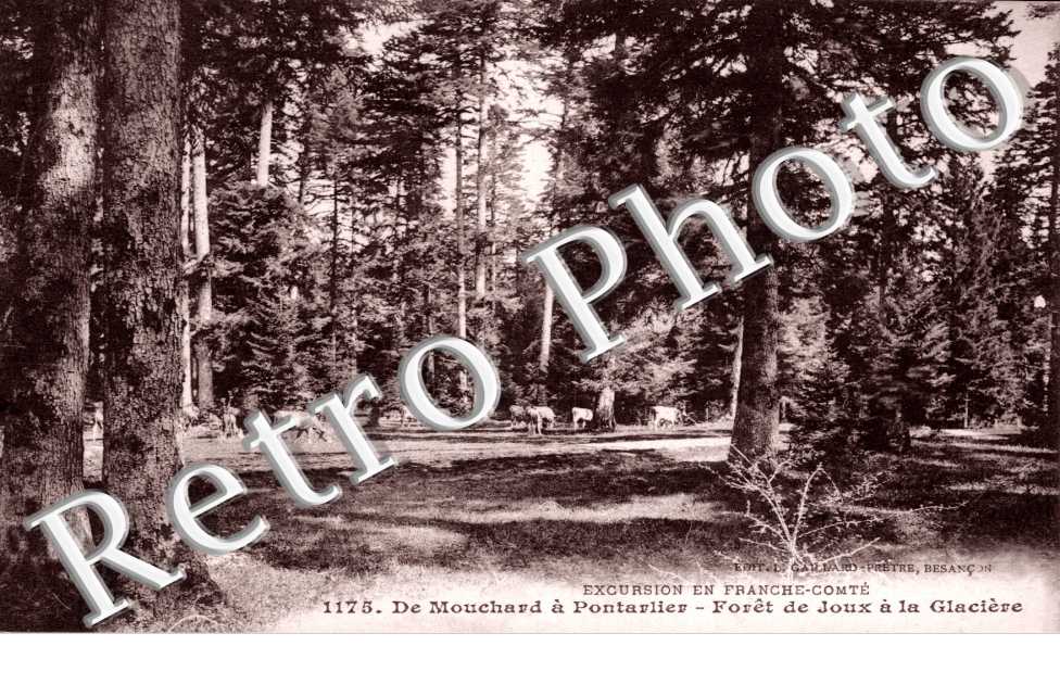 Foret de la Joux a la Glaciere