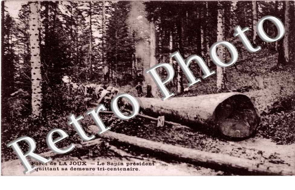 Foret de la Joux, le Sapin President
