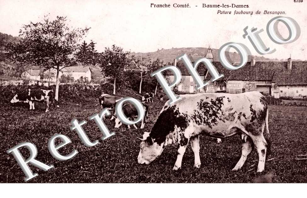 Pature faubourg de Besancon