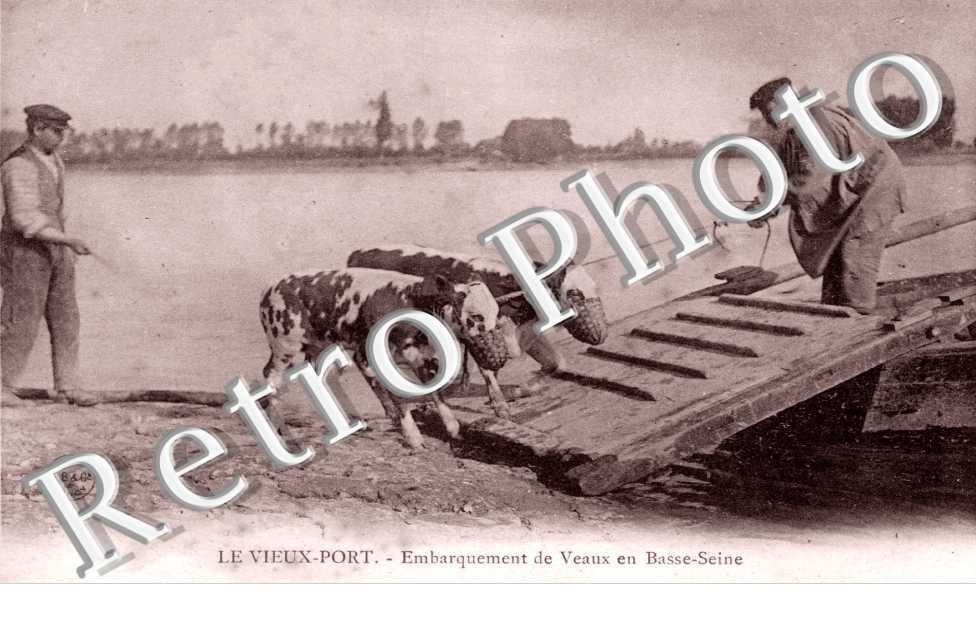 Embarquement des veaux