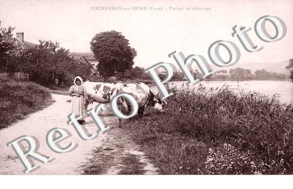 Vaches au paturage