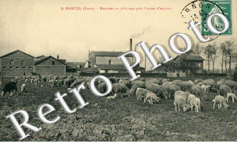 Moutons au paturage  pres l'usine d'engrais